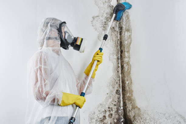 Best Mold Remediation for Specific Building Types in Richmond, TX