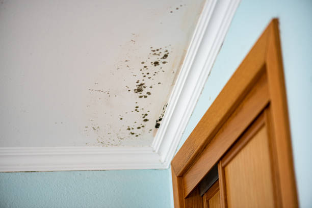 Best Attic Mold Remediation in Richmond, TX