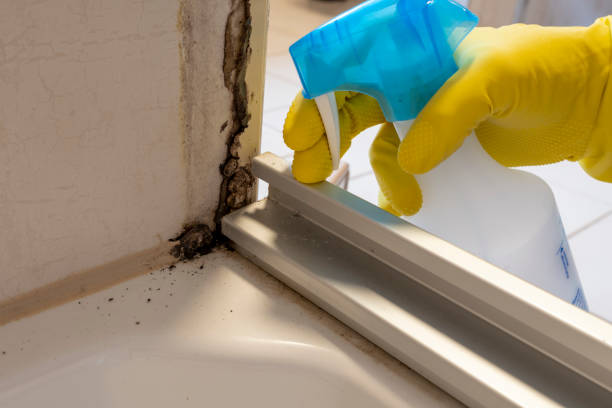 Best Basement Mold Remediation in Richmond, TX