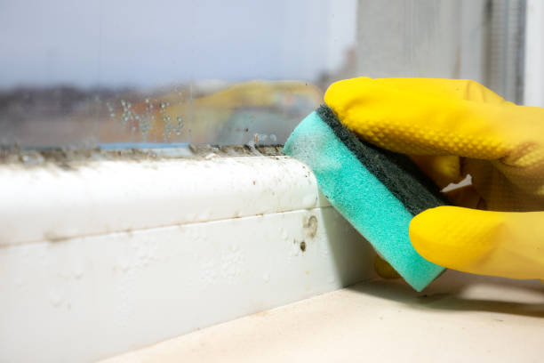 Reliable Richmond, TX Mold Remediation Solutions