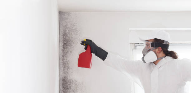 Best Health and Safety Mold Remediation in Richmond, TX