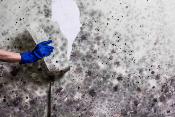 Best DIY Mold Remediation Support Services in Richmond, TX