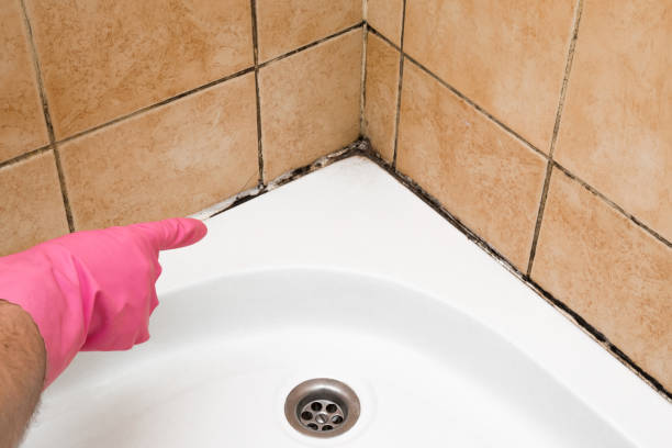 Best HVAC Mold Remediation in Richmond, TX