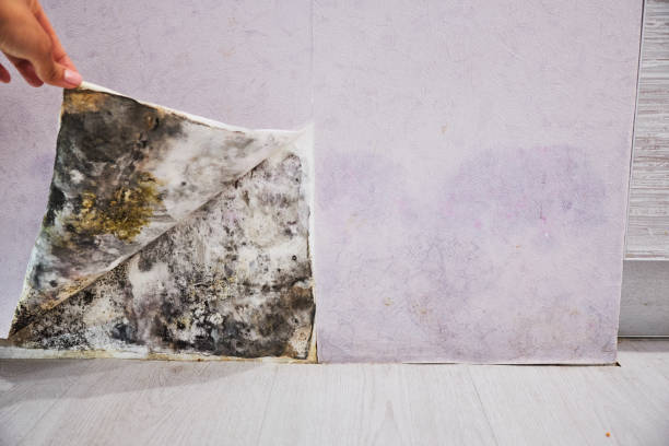 Best Attic Mold Remediation in Richmond, TX